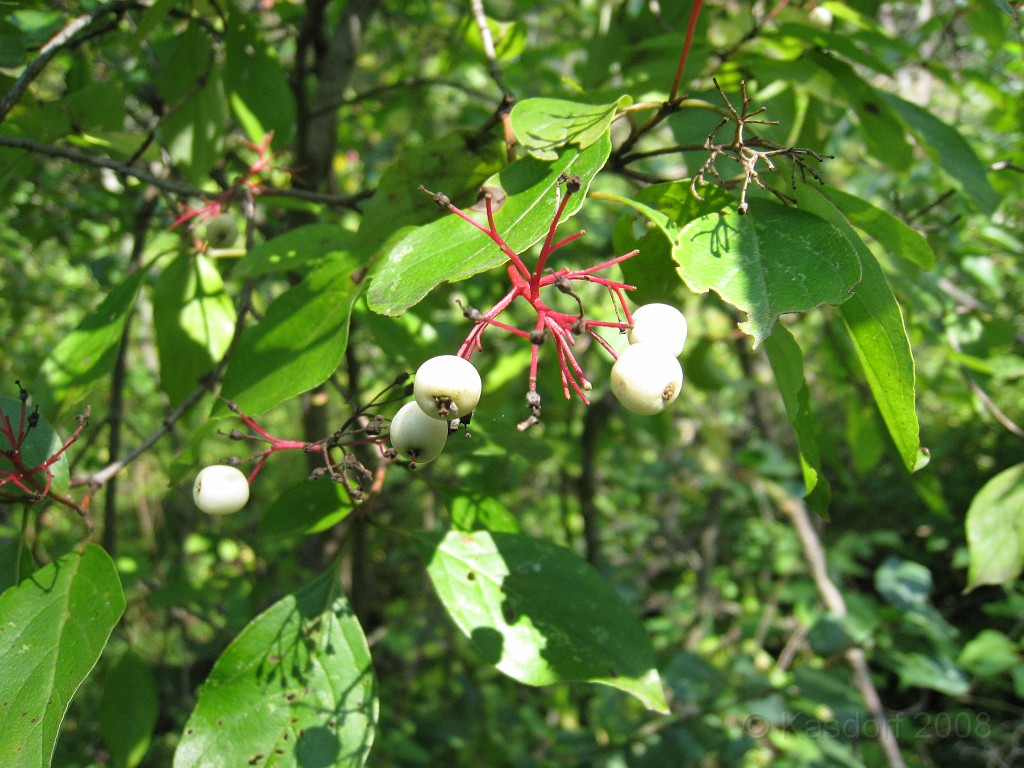 Michigans West Coast 2009 1560.jpg - Labor Day 2009. A trip along Michigans west coast to see beachs, art and buffets.